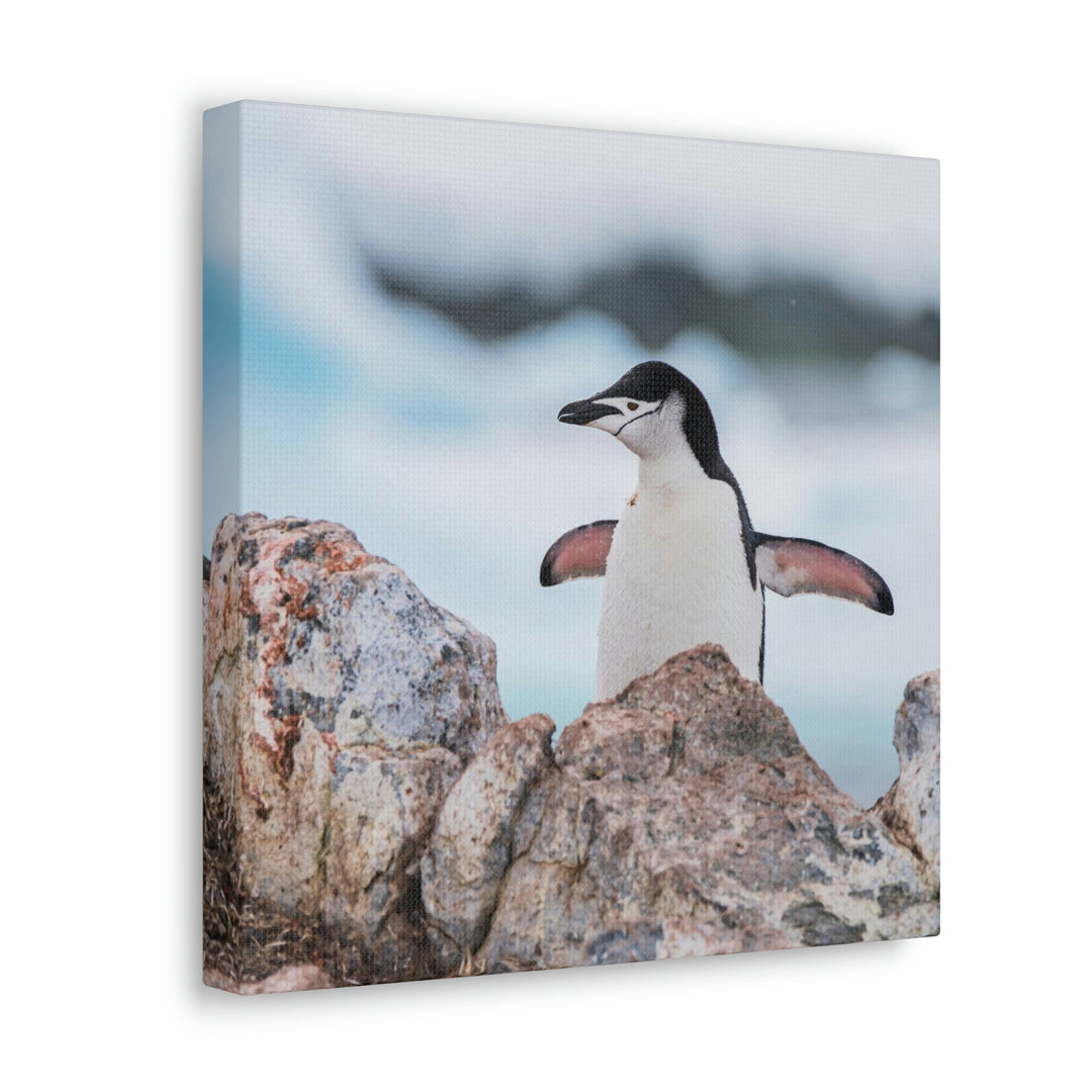 Stretched Penguin - Canvas