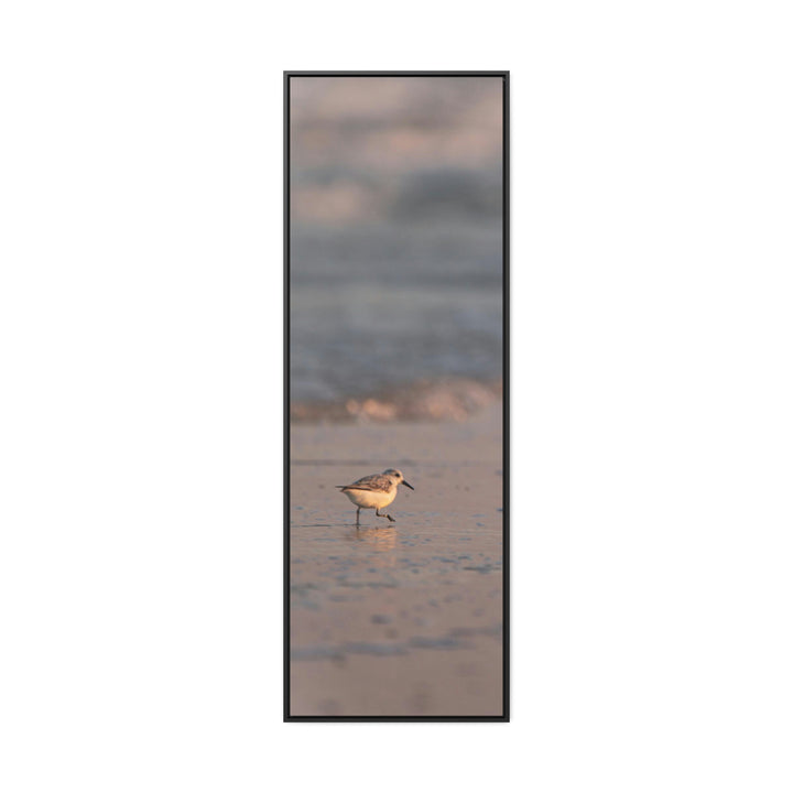 Sanderling in Soft Dusk Light - Canvas with Frame