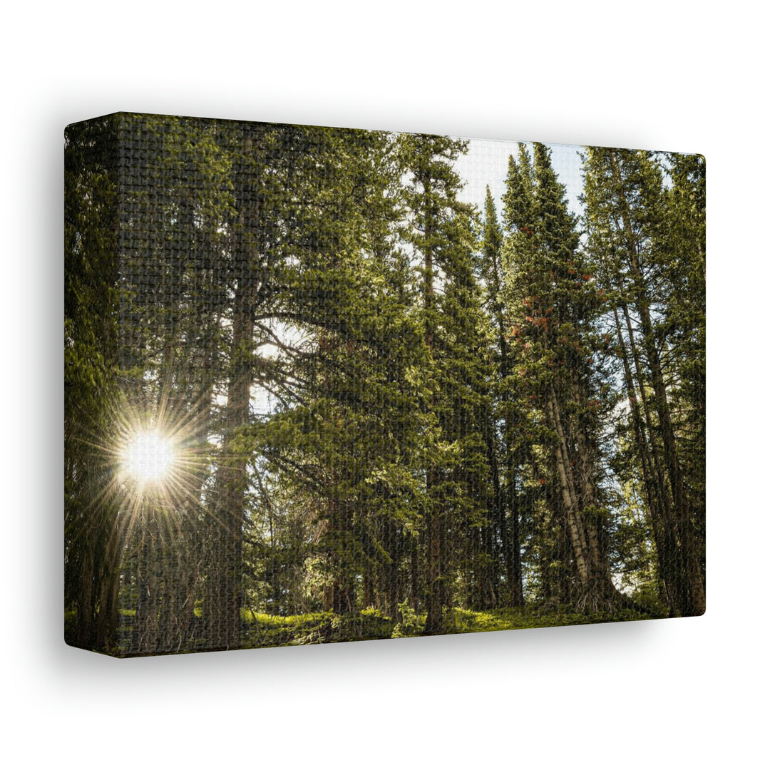 Forest Light - Canvas