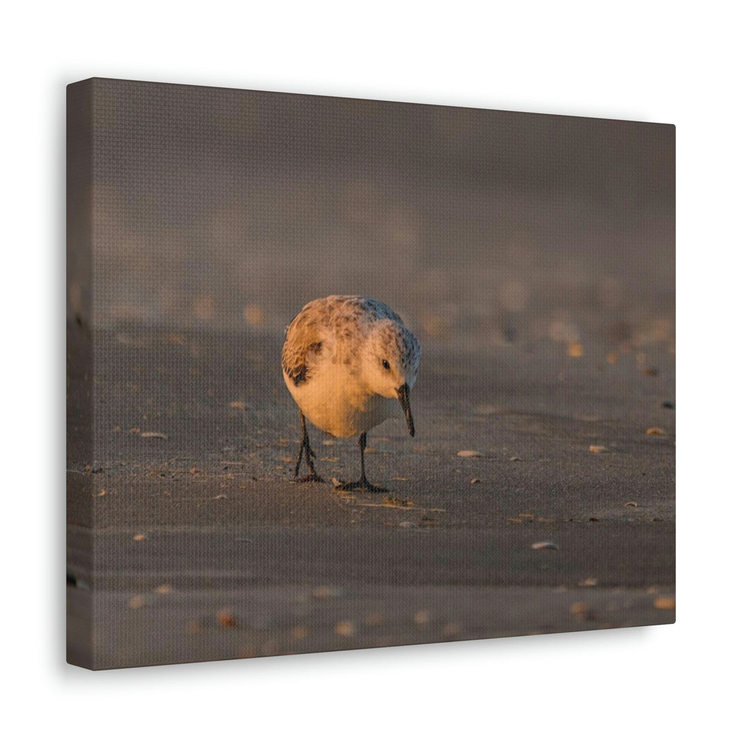 Feeding Sanderling - Canvas