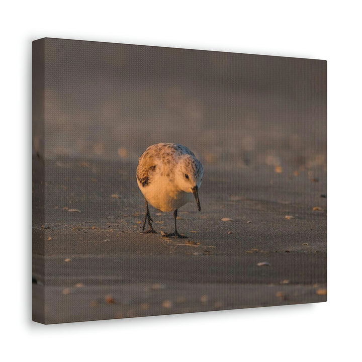 Feeding Sanderling - Canvas