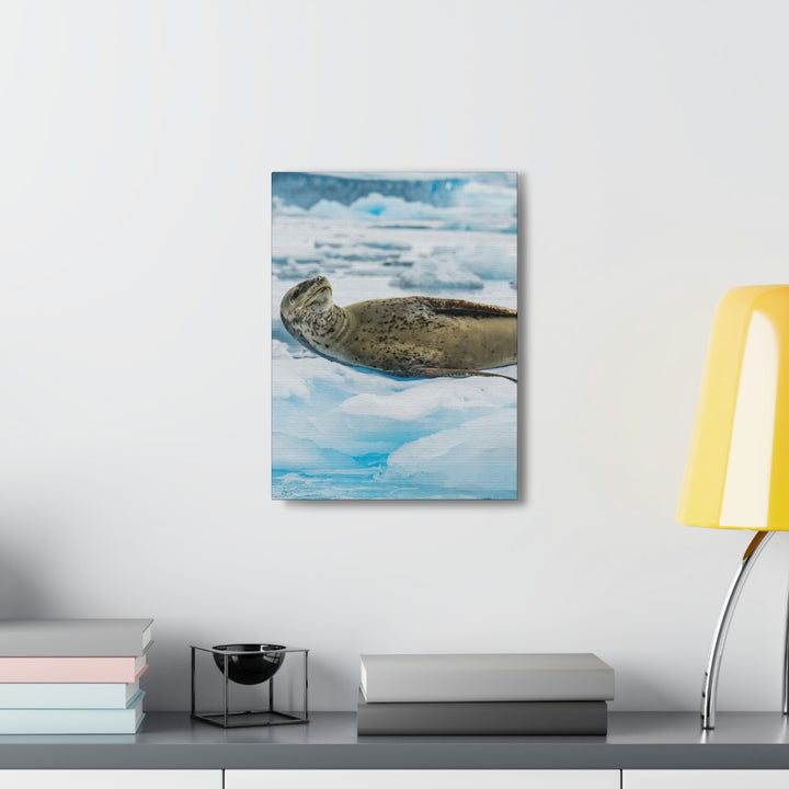 Leopard Seal Relaxing - Canvas