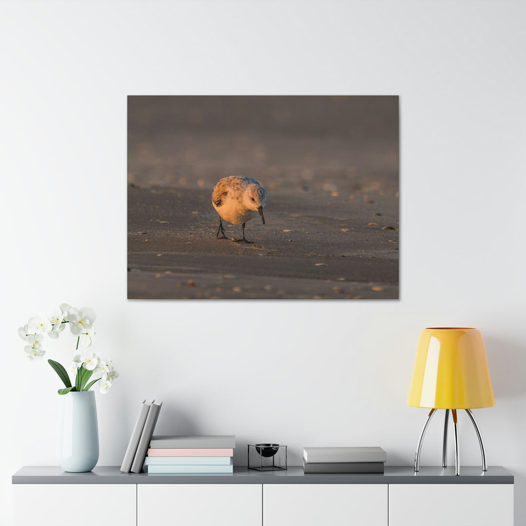 Feeding Sanderling - Canvas