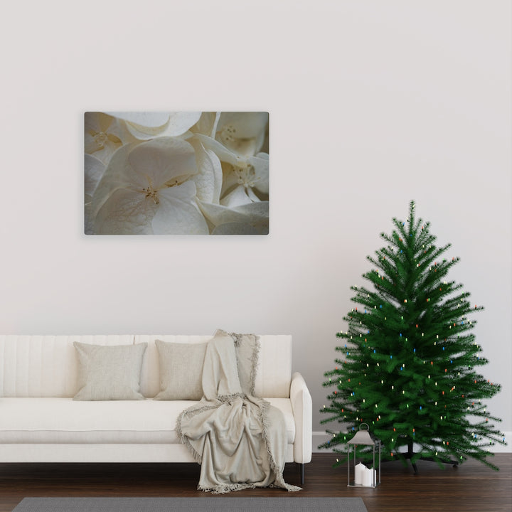 White Hydrangea Detail - Canvas