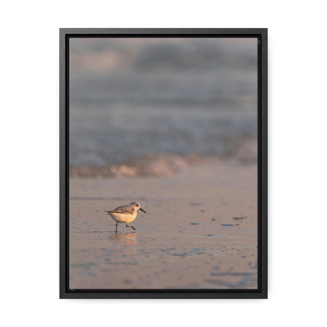 Sanderling in Soft Dusk Light - Canvas with Frame