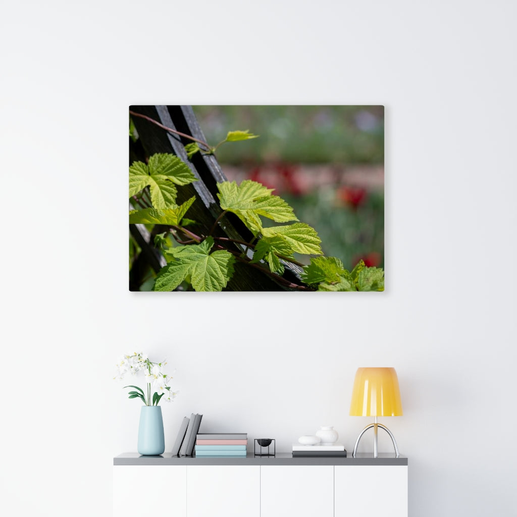 Ivy-Covered Fence - Canvas