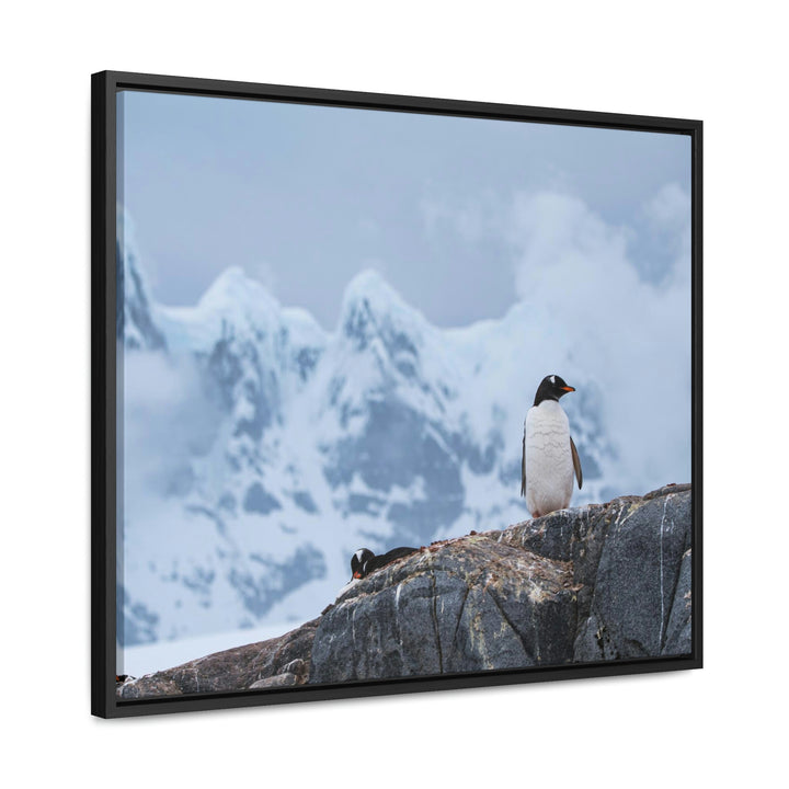 Poised Penguin - Canvas with Frame