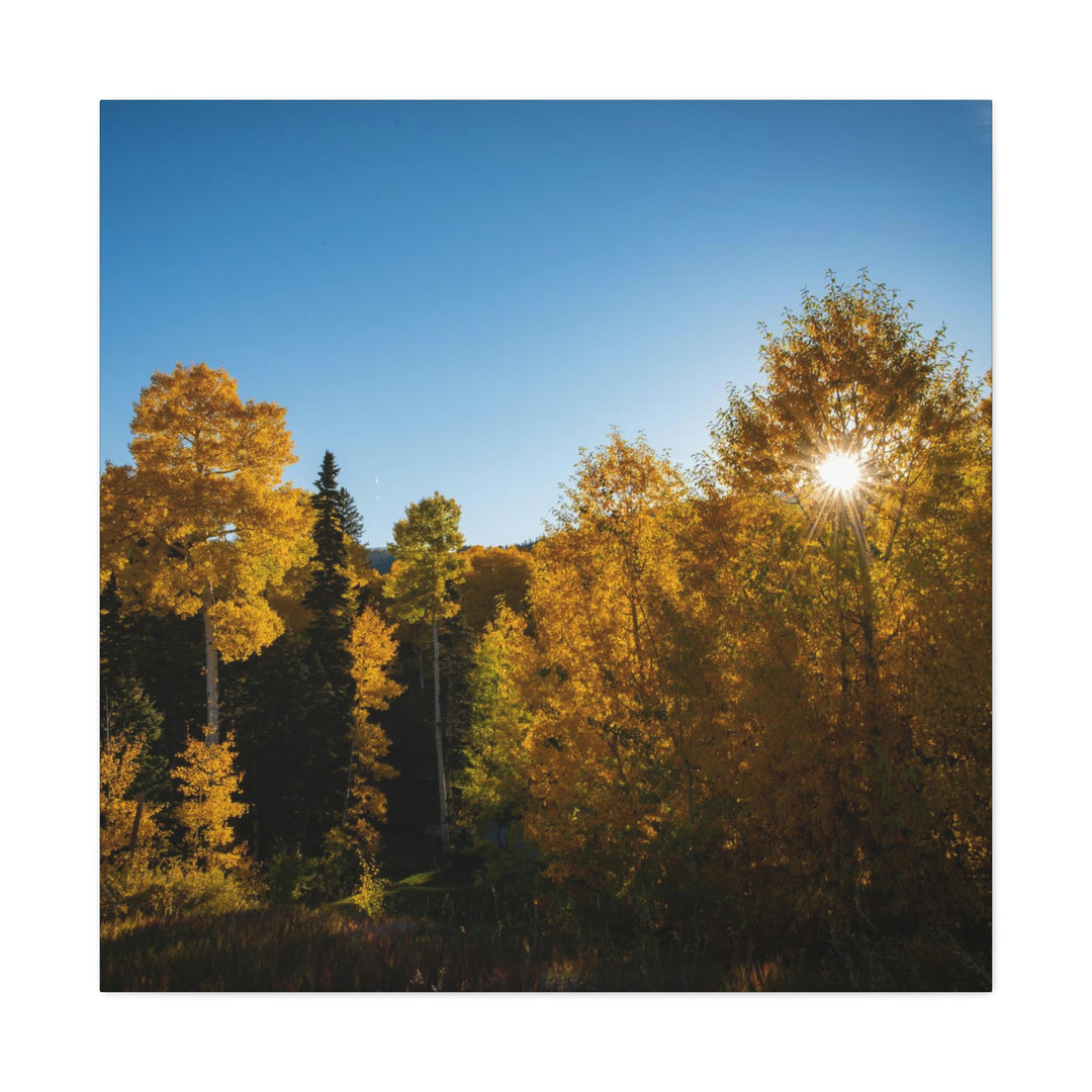 Sun Through the Aspens - Canvas