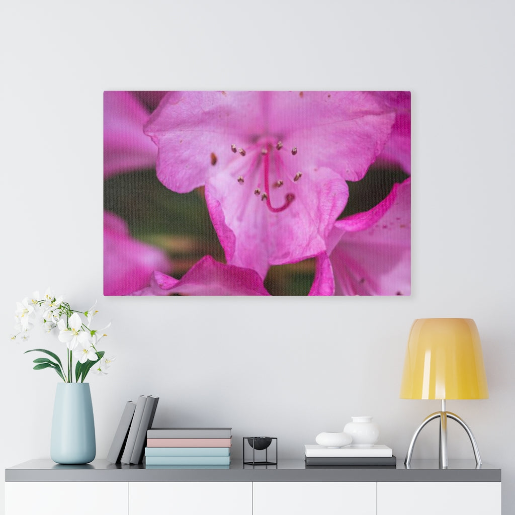 Soft Pinks - Canvas