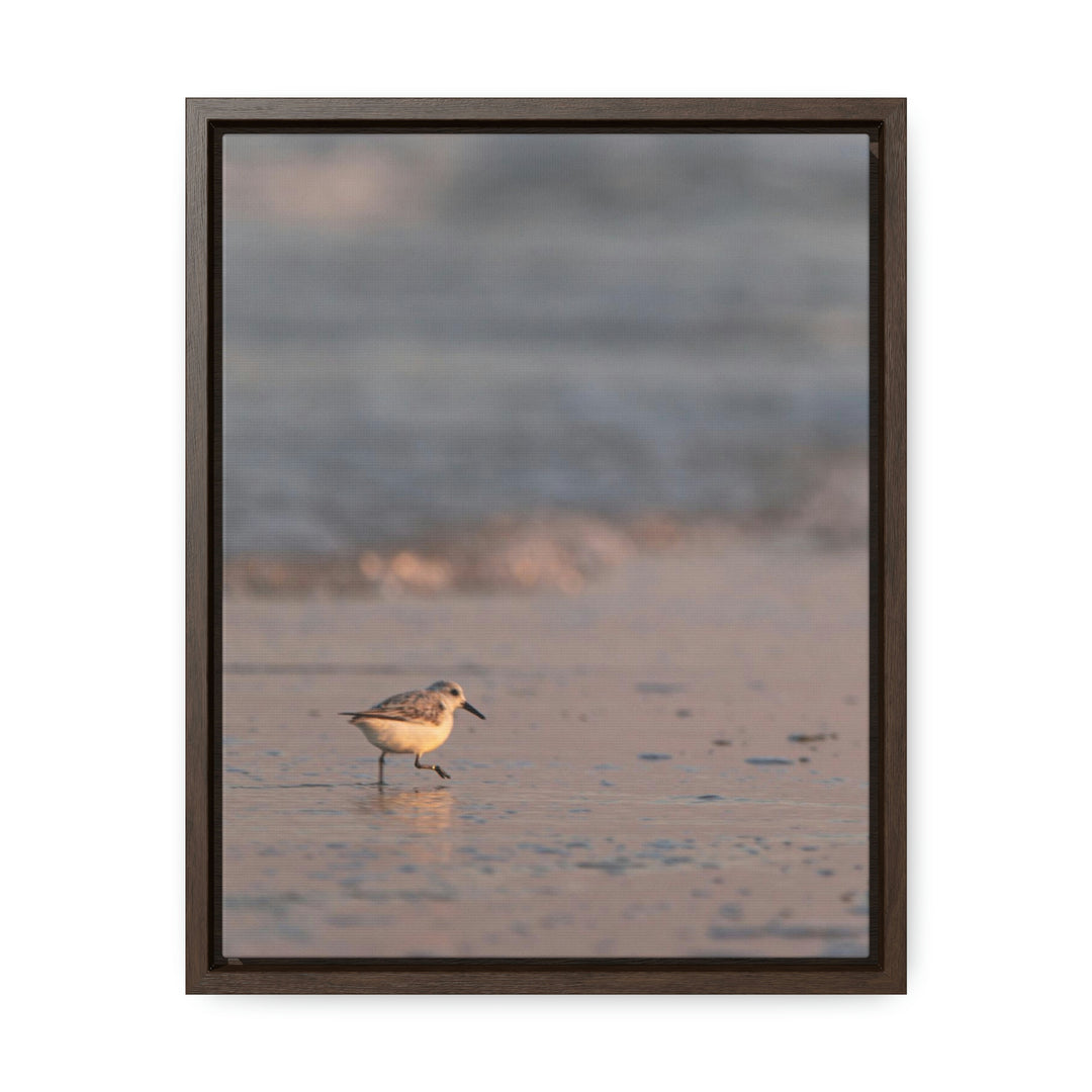 Sanderling in Soft Dusk Light - Canvas with Frame