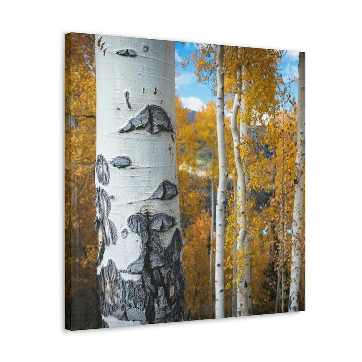 Aspens Changing - Canvas