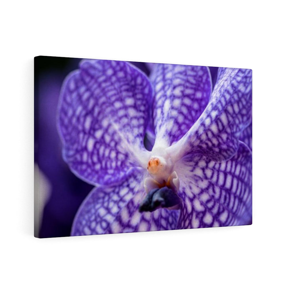 Orchid Detail - Canvas