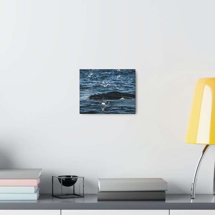 Humpback Hello - Canvas