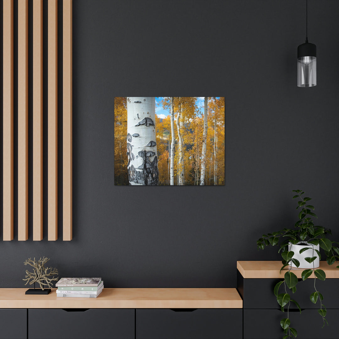 Aspens Changing - Canvas