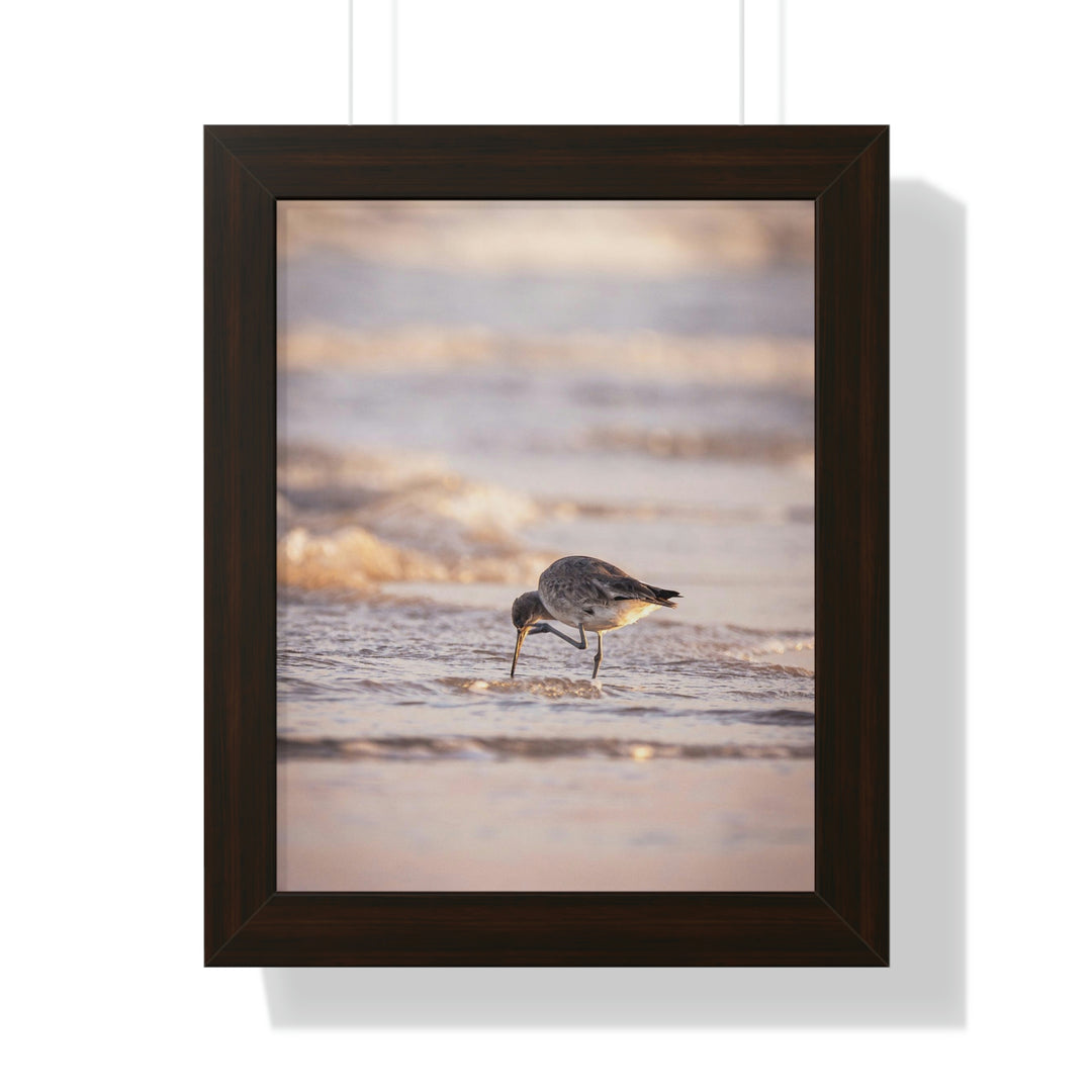 Willet Itch - Framed Print