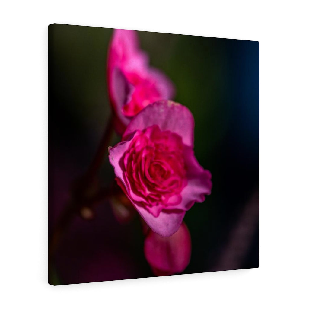 Hybrid Tea Lily - Canvas