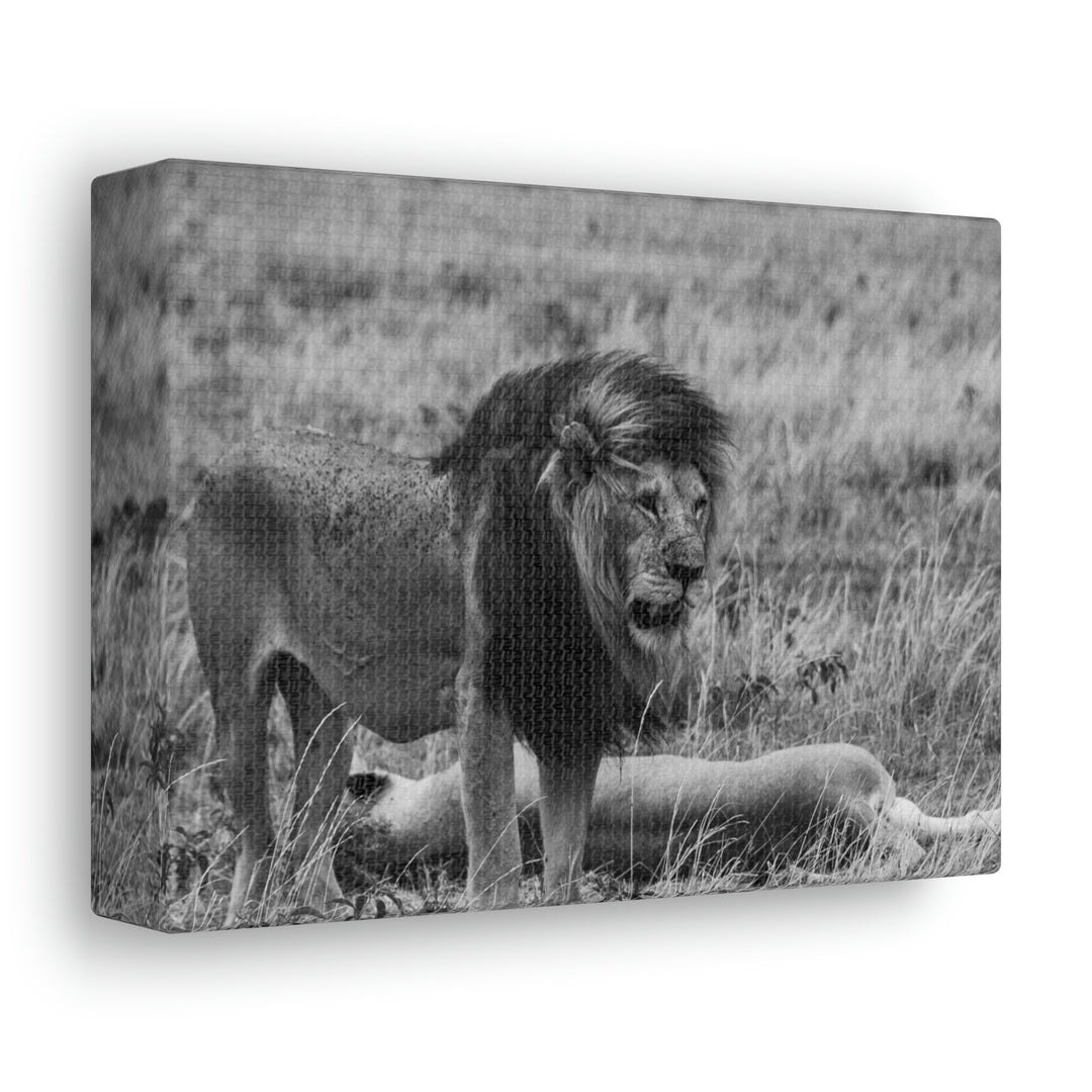 Mating Lions in Black and White - Canvas