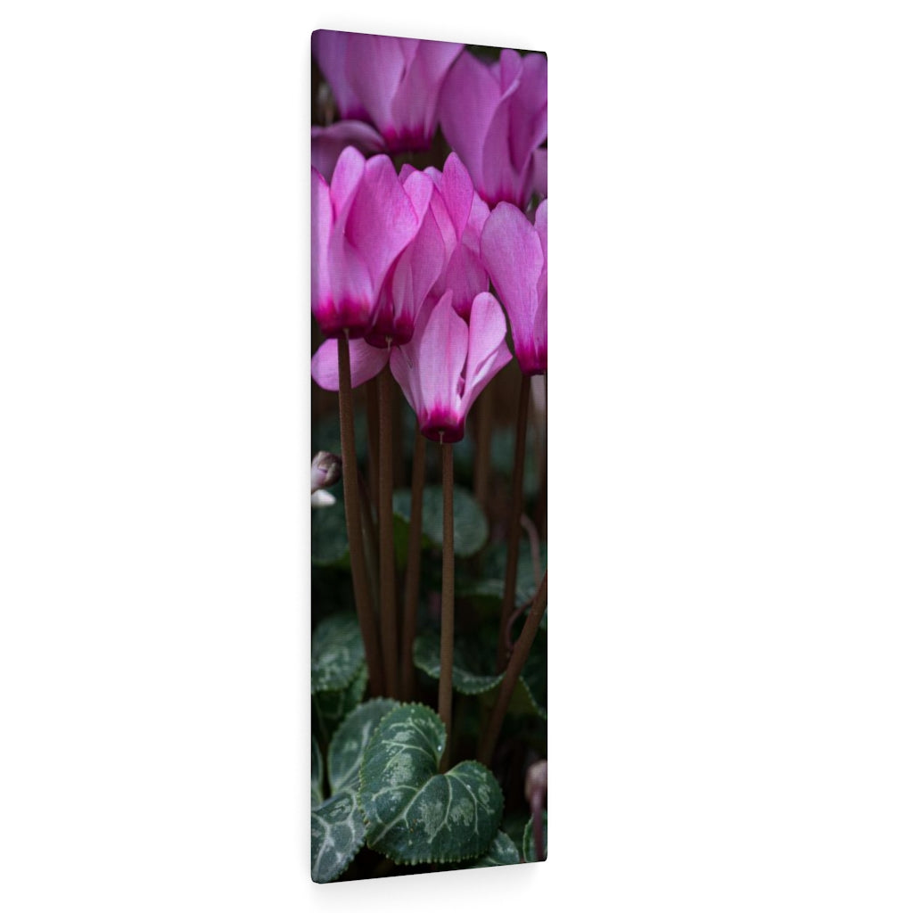 Cyclamen Reach - Canvas