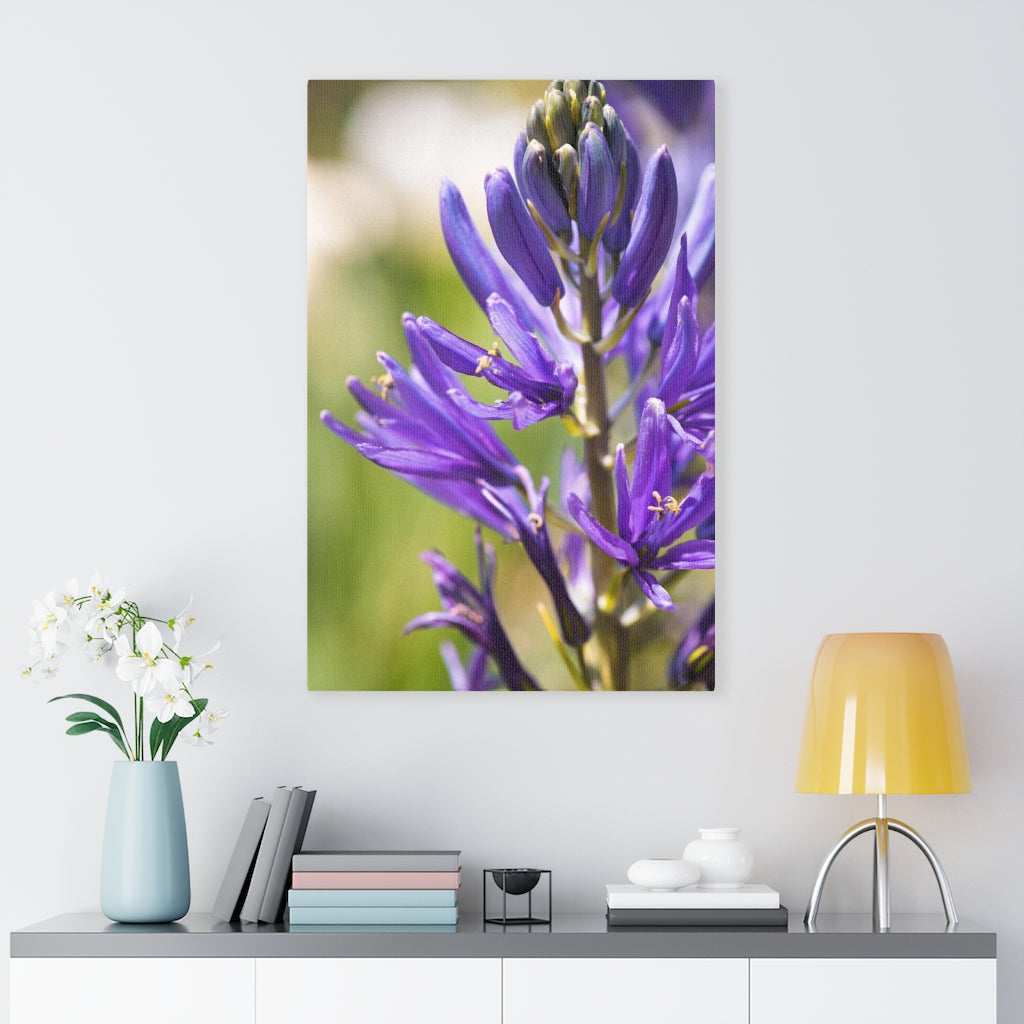 Camas in Bloom - Canvas