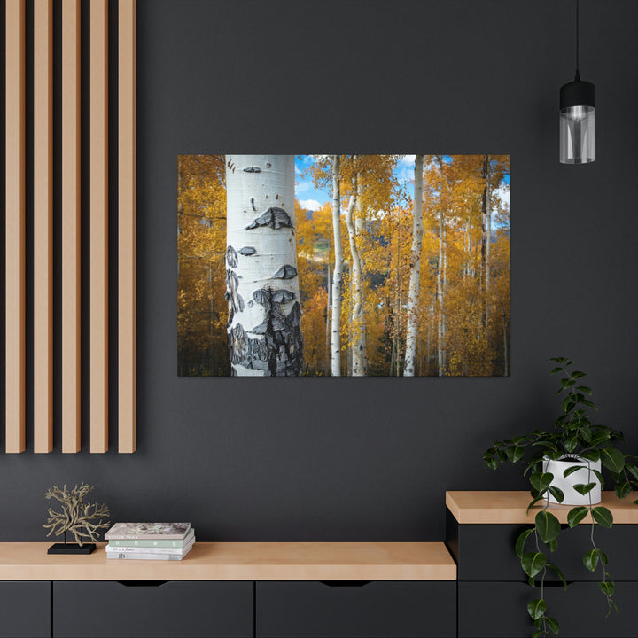 Aspens Changing - Canvas