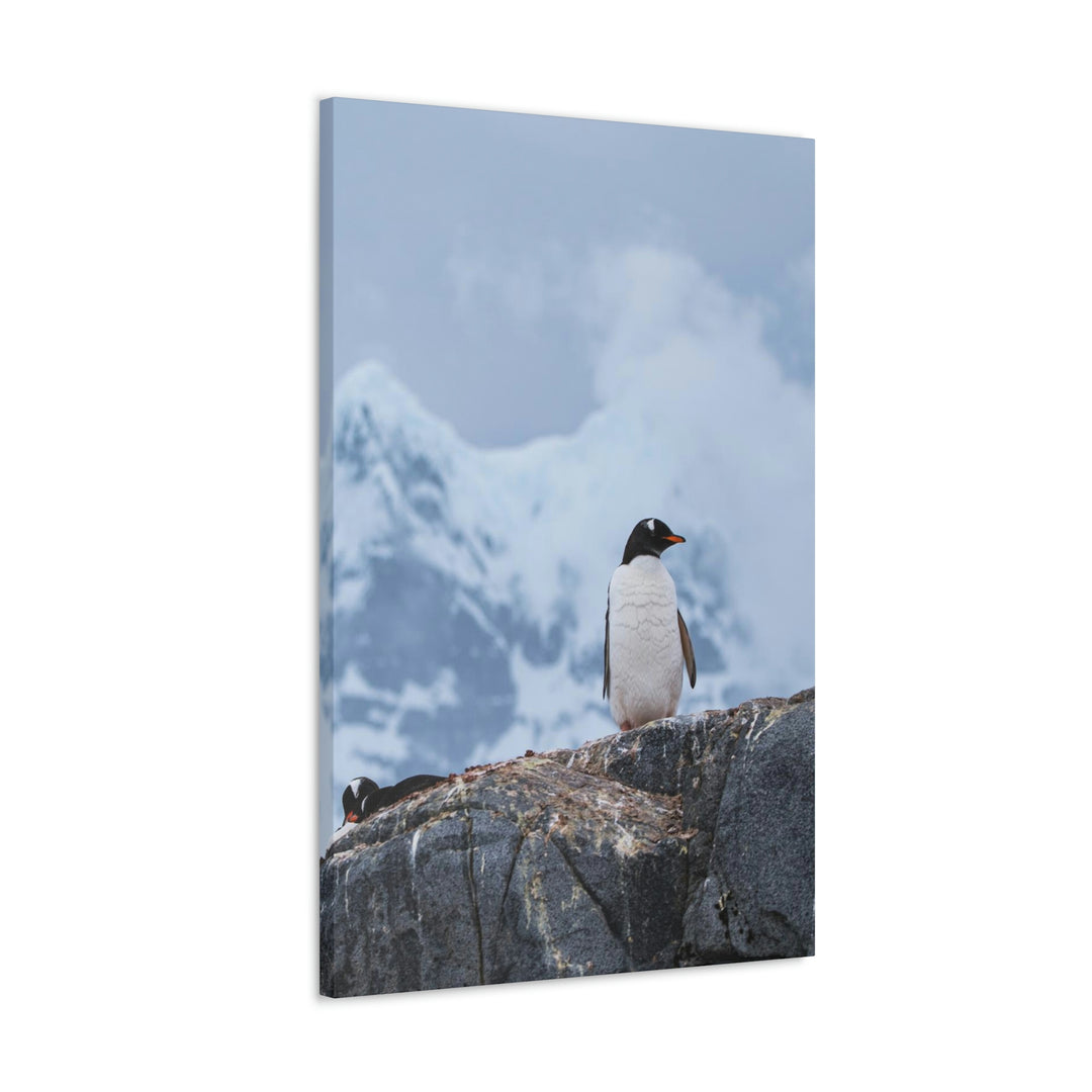 Poised Penguin - Canvas