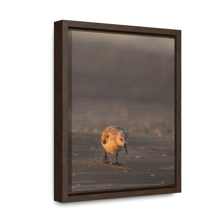 Feeding Sanderling - Canvas with Frame