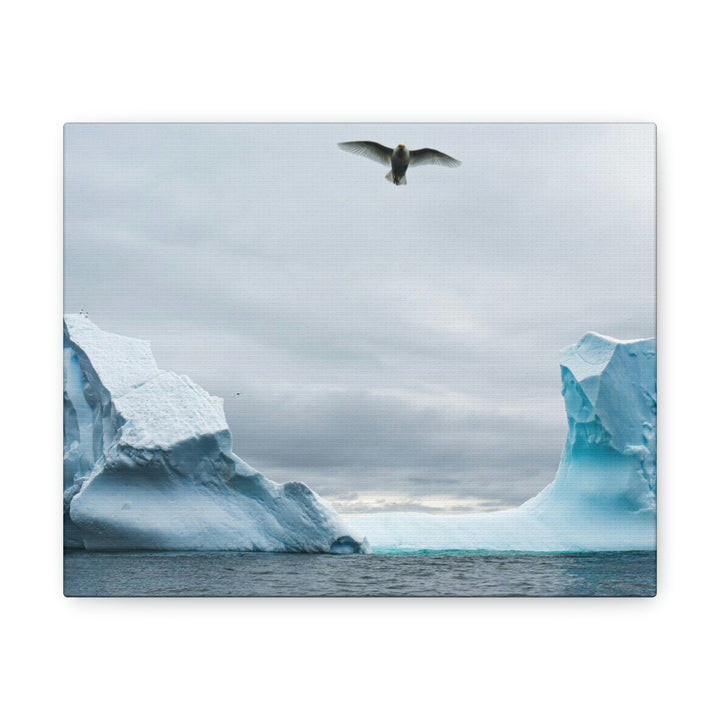 Antarctic Flight - Canvas