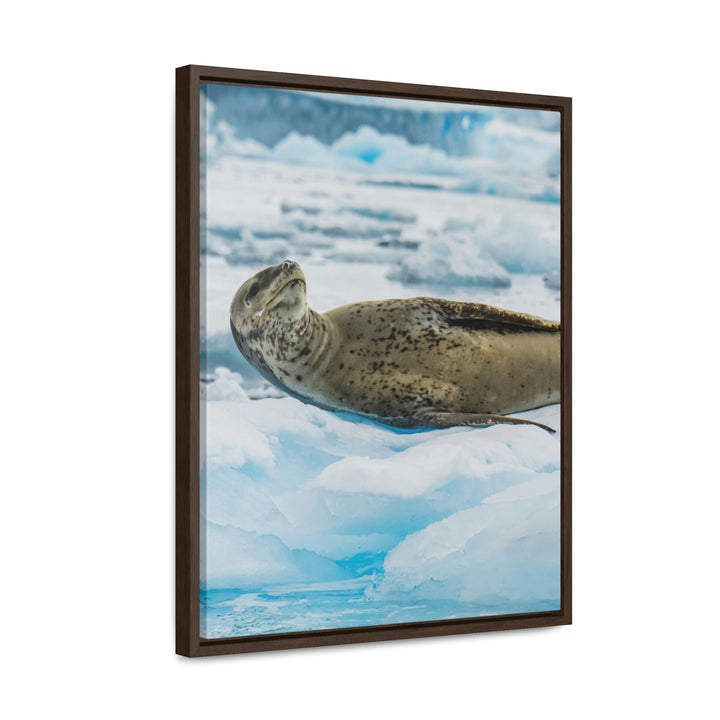 Leopard Seal Relaxing - Canvas with Frame