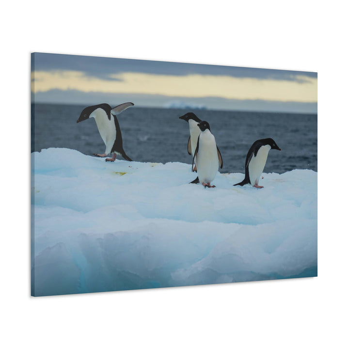 Penguin Dance - Canvas