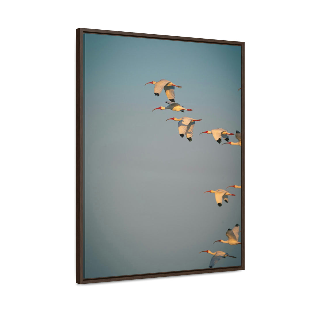 White Ibis in Flight - Canvas with Frame