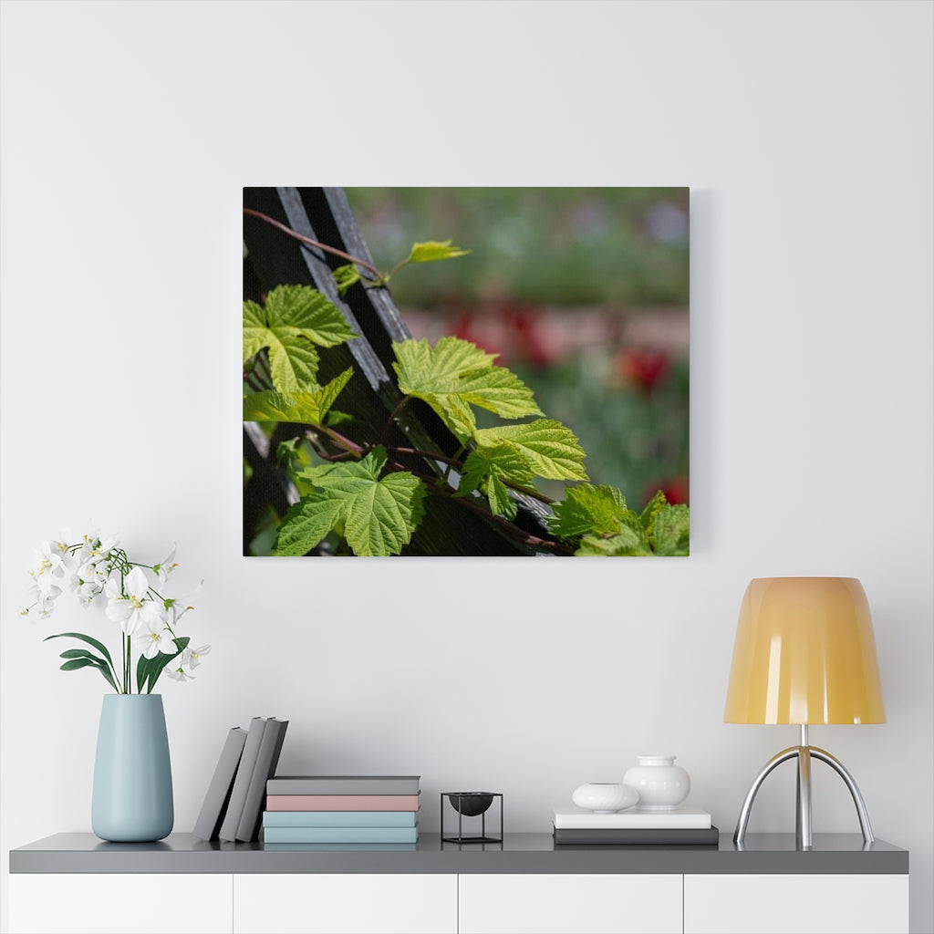 Ivy-Covered Fence - Canvas