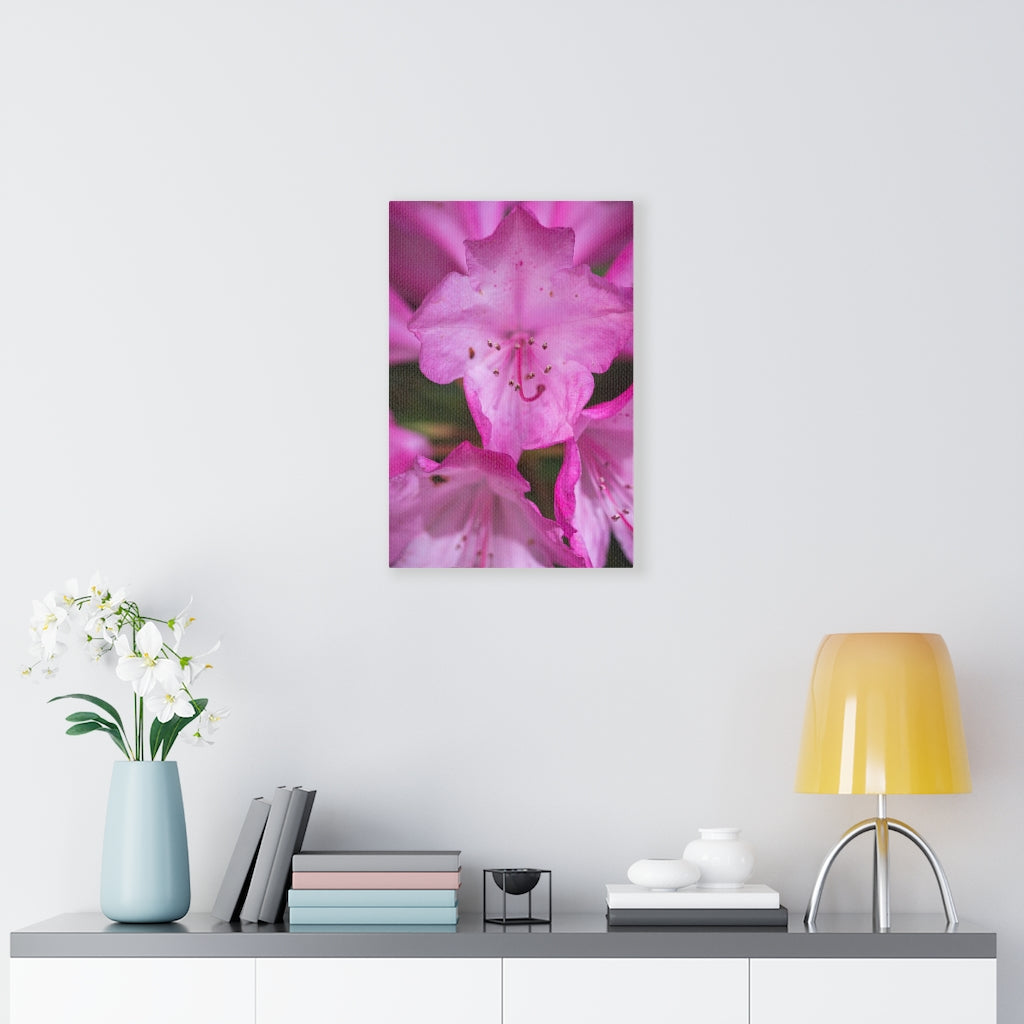 Soft Pinks - Canvas