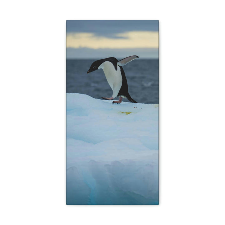 Penguin Dance - Canvas