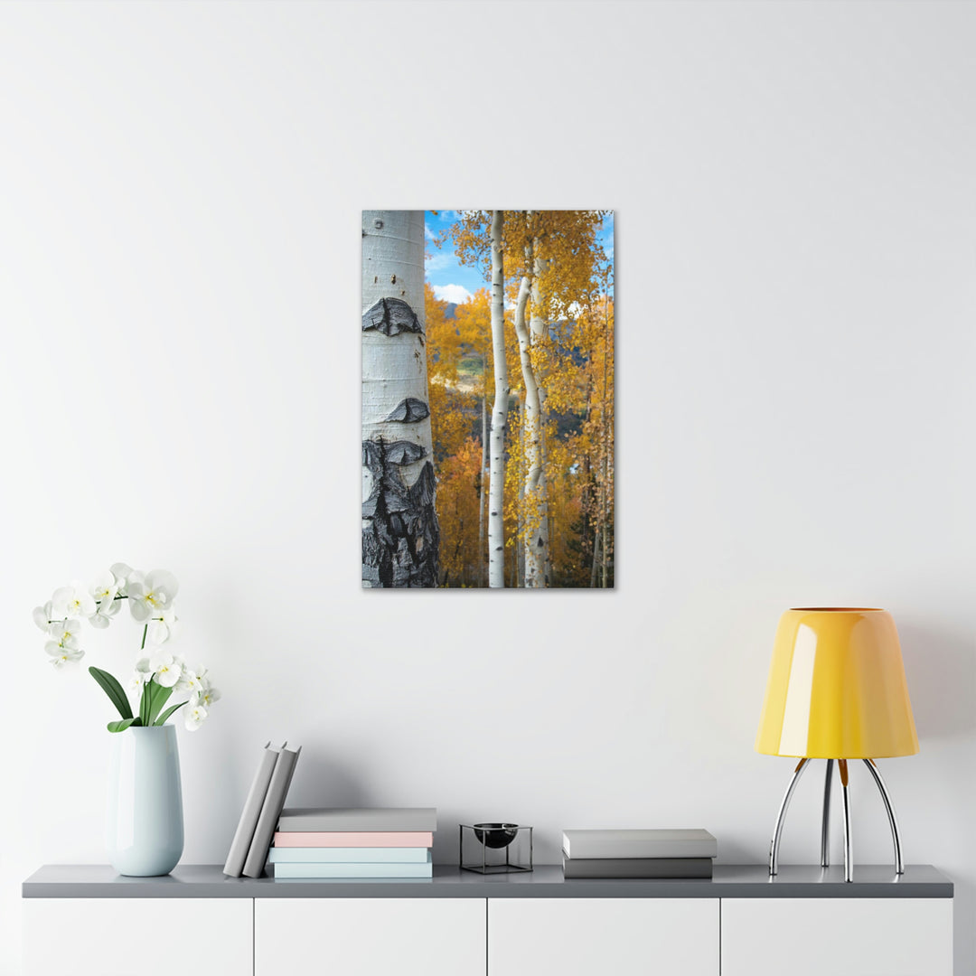 Aspens Changing - Canvas