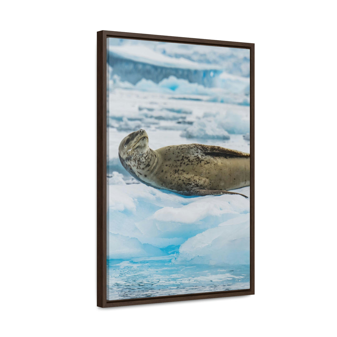 Leopard Seal Relaxing - Canvas with Frame