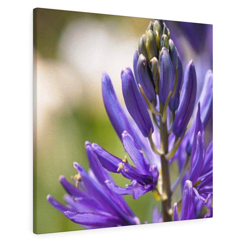 Camas in Bloom - Canvas