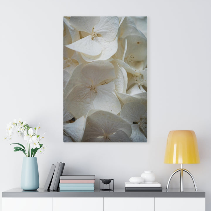 White Hydrangea Detail - Canvas