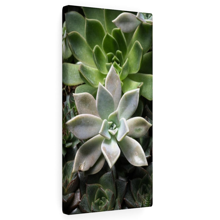 Succulent - Array - Canvas