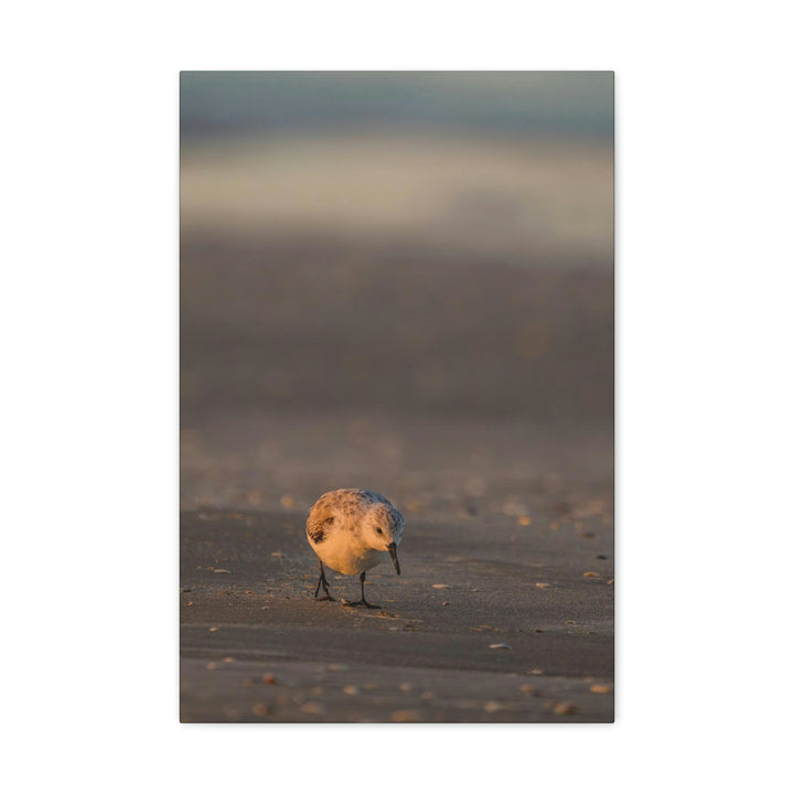 Feeding Sanderling - Canvas