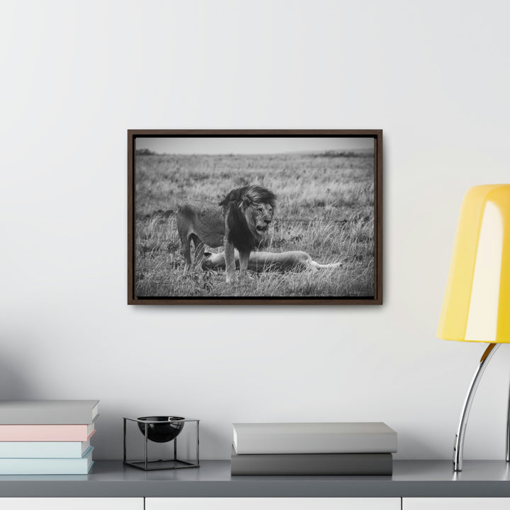 Mating Lions in Black and White - Canvas with Frame