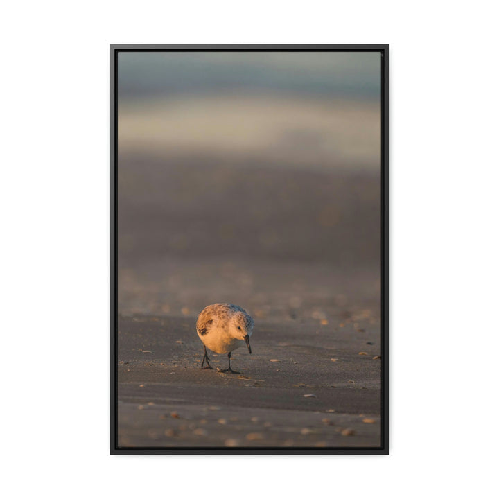 Feeding Sanderling - Canvas with Frame