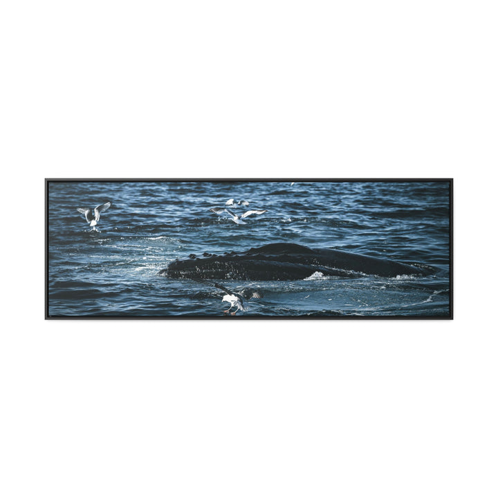 Humpback Hello - Canvas with Frame