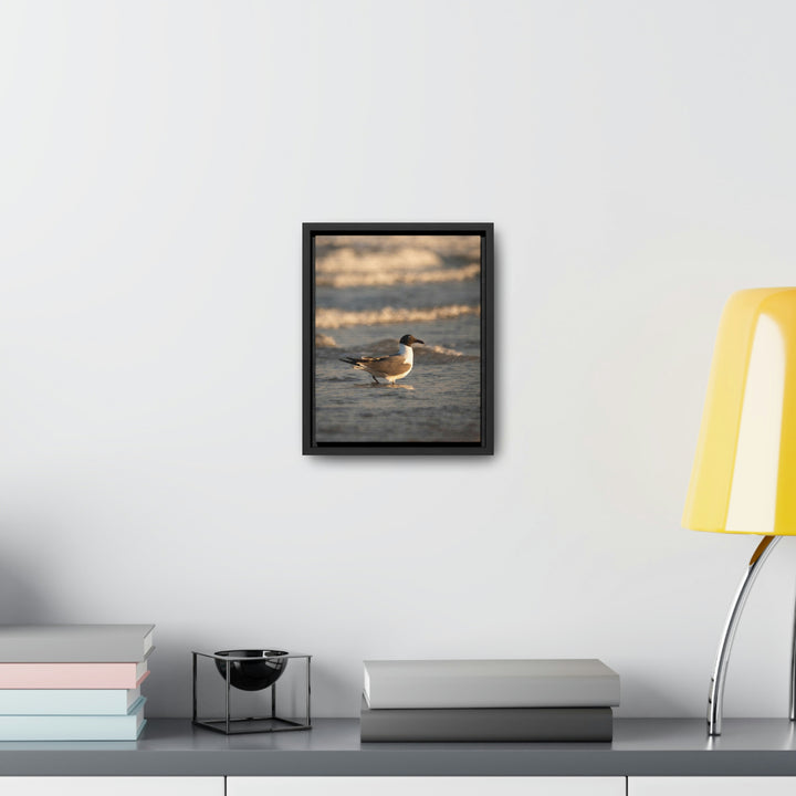 Laughing Gull in the Surf - Canvas with Frame