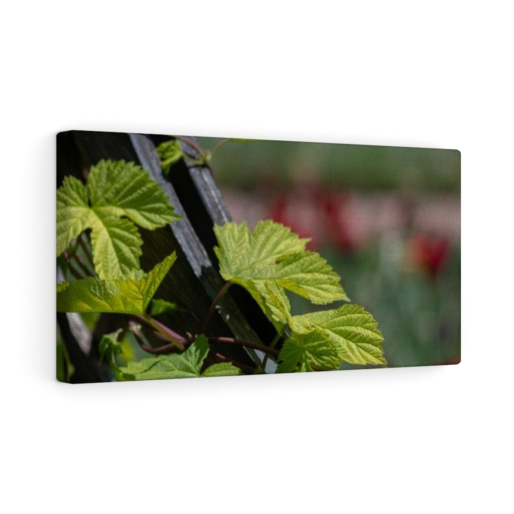 Ivy-Covered Fence - Canvas