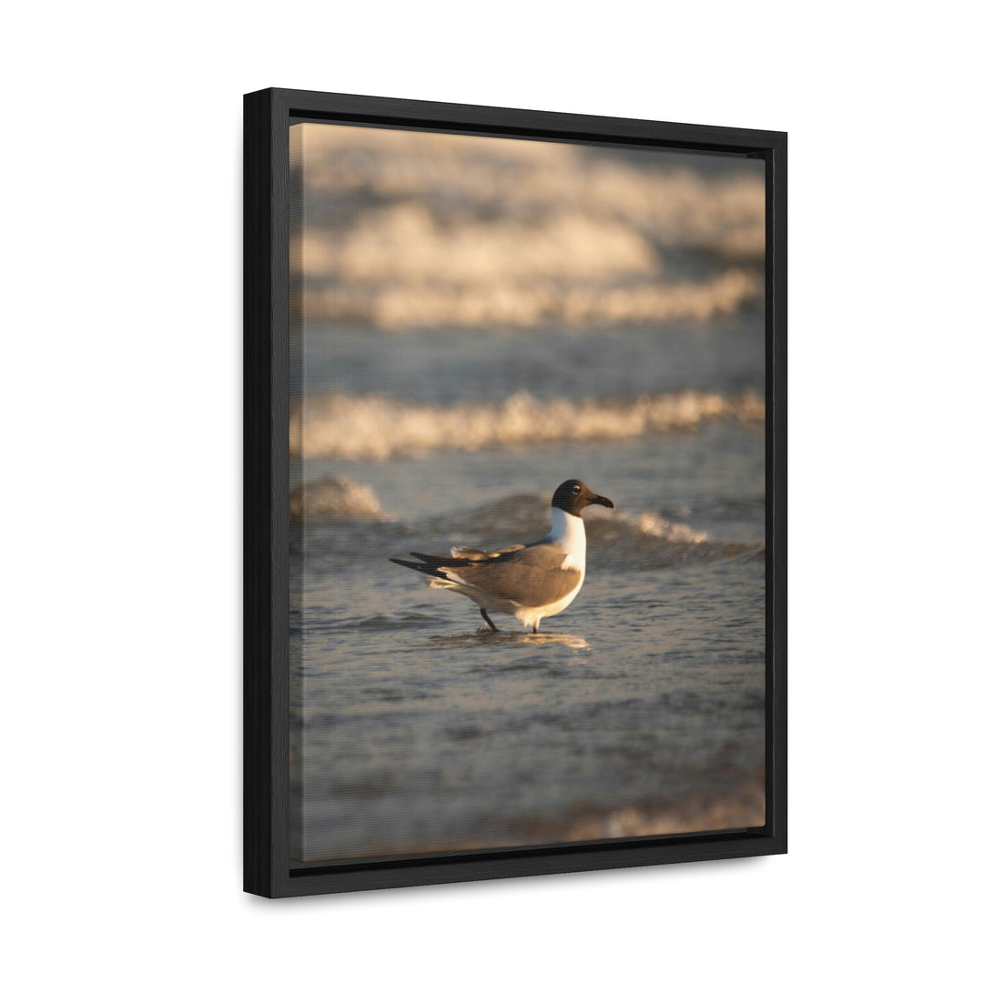 Laughing Gull in the Surf - Canvas with Frame