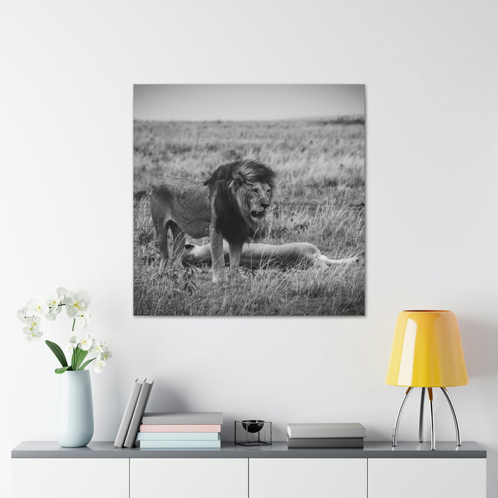 Mating Lions in Black and White - Canvas