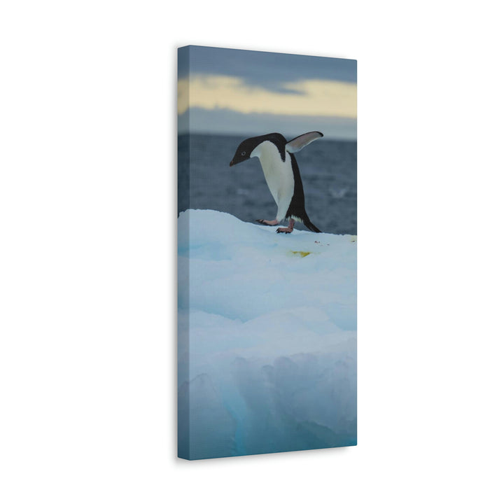 Penguin Dance - Canvas