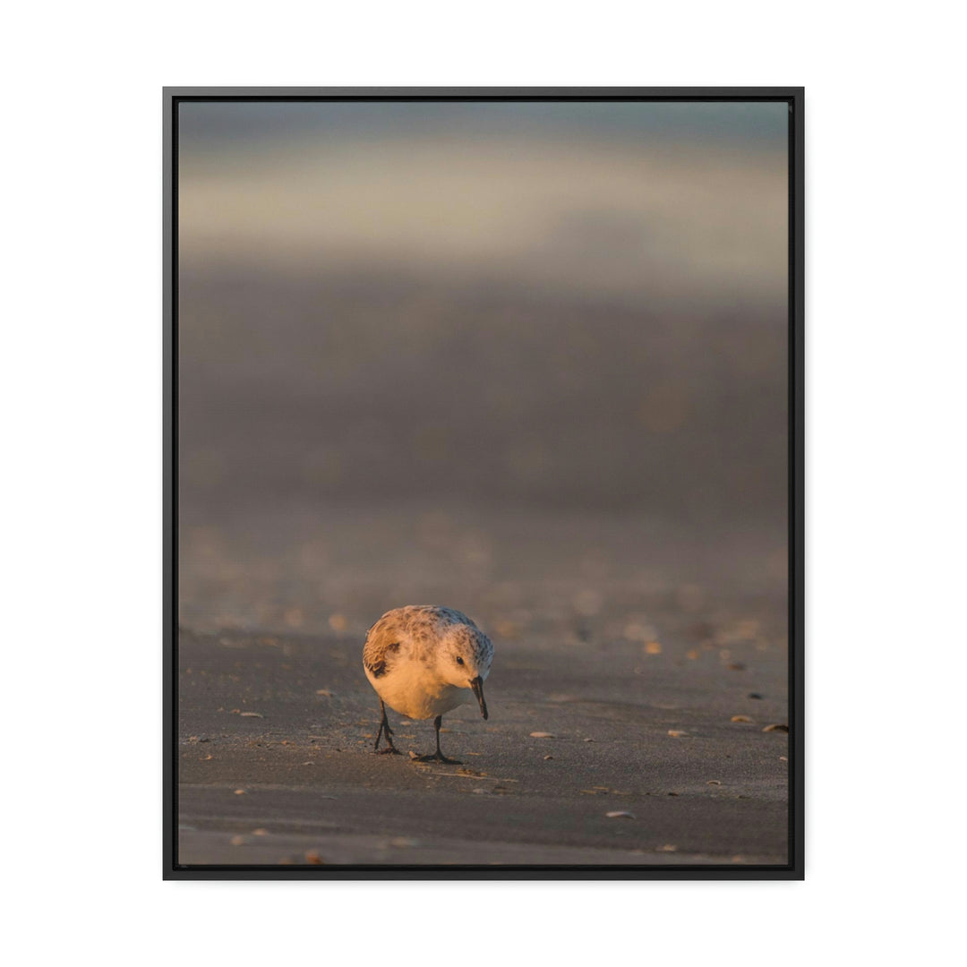 Feeding Sanderling - Canvas with Frame