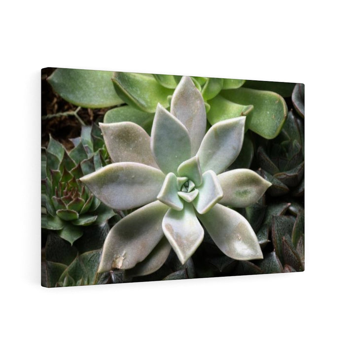 Succulent - Array - Canvas