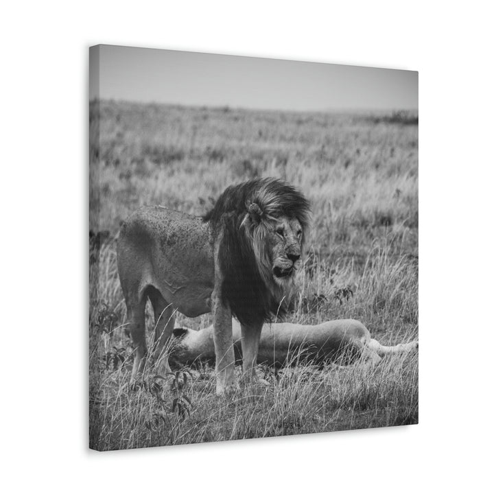 Mating Lions in Black and White - Canvas